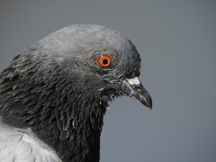 Columba livia domestica