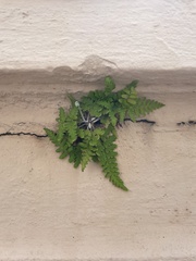 Pityrogramma chrysophylla gabrielae