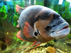 Osphronemus laticlavius