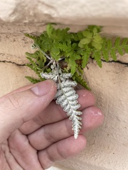 Pityrogramma chrysophylla gabrielae