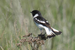 Saxicola maurus variegatus