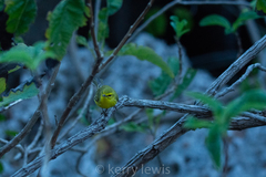 Setophaga vitellina crawfordi