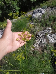 Prangos trifida