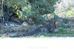 Cyclura nubila caymanensis