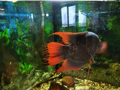 Osphronemus laticlavius