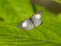 Acytolepis puspa