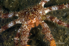 Acantholithodes hispidus