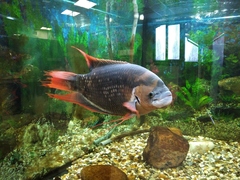 Osphronemus laticlavius