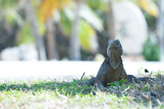Cyclura nubila caymanensis