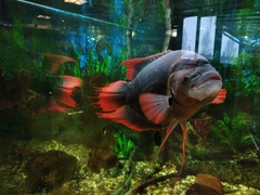 Osphronemus laticlavius