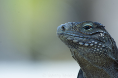 Cyclura nubila caymanensis