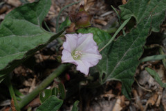 Convolvulus equitans equitans