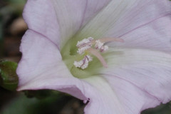 Convolvulus equitans equitans