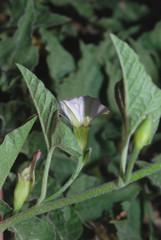 Convolvulus equitans equitans