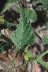 Convolvulus equitans equitans