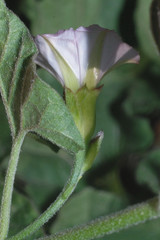 Convolvulus equitans equitans
