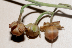 Convolvulus equitans equitans