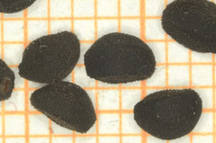 Convolvulus equitans equitans