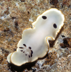 Ardeadoris scottjohnsoni