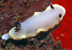 Ardeadoris scottjohnsoni