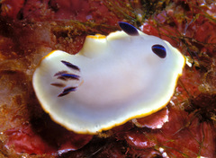 Ardeadoris scottjohnsoni
