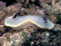 Ardeadoris scottjohnsoni