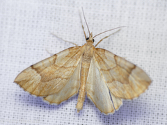 Eulithis mellinata