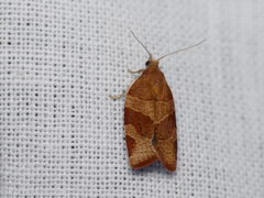 Pandemis cinnamomeana