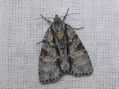 Acronicta strigosa