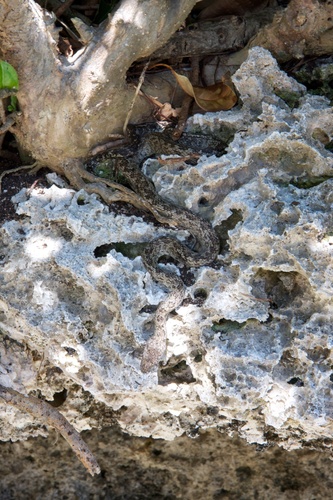 Bibron's Bevel-nosed Boa