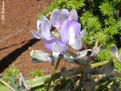 Astragalus amatus