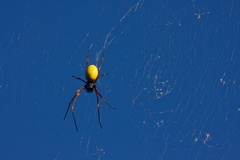 Nephila