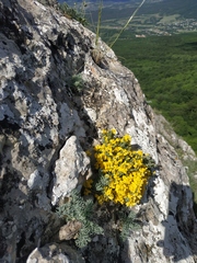 Genista albida