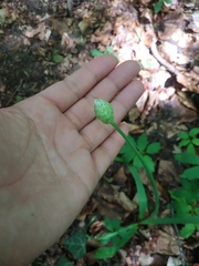 Allium decipiens quercetorum