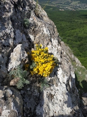 Genista albida