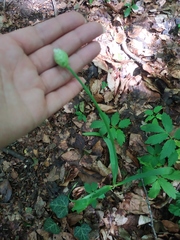 Allium decipiens quercetorum