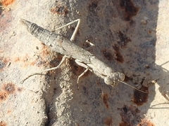 Microthespis dmitriewi