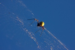 Nephila