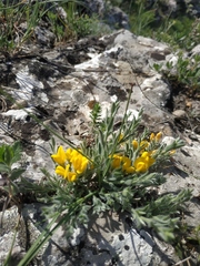 Genista albida