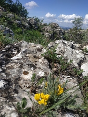 Genista albida