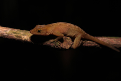 Anolis uniformis
