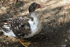 Cairina moschata domestica