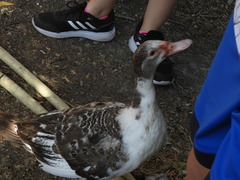 Cairina moschata domestica