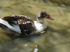 Cairina moschata domestica