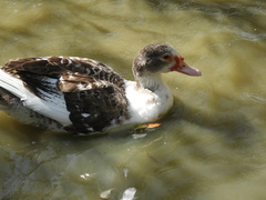 Cairina moschata domestica