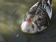 Cairina moschata domestica