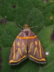 Hemerophila orinympha