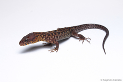 Lepidophyma pajapanensis
