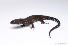 Lepidophyma tuxtlae