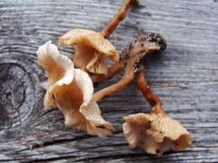 Collybia eucalyptorum